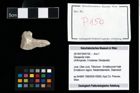 Foto (Objekt + Etikett) von Decapoda indet.  (NHMW-GEO-2014-0194-0150)